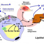 LIPOLISIS – ¿Porque no estas bajando tu grasa corporal? > Healthy Food Tips > Tips para tu salud